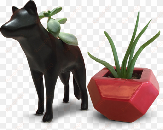 check out these custom succulent planters made in porcelain - cattle