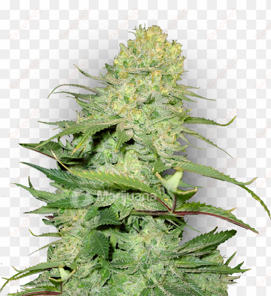 cheese feminized marijuana seeds - autoflowering cannabis