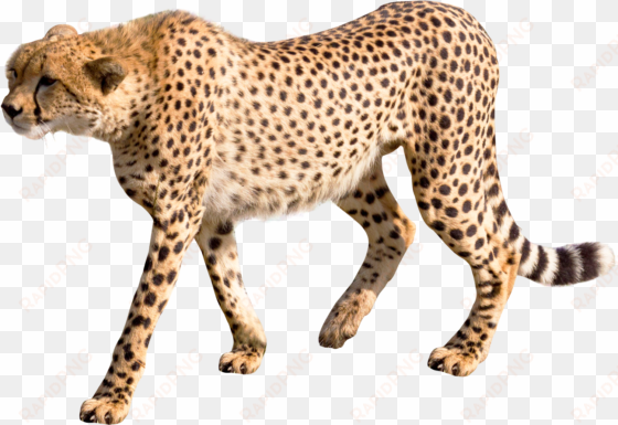 cheetah png