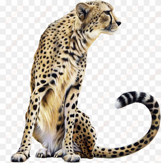 cheetah png - cheetah png transparent