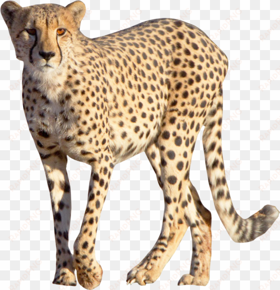 cheetah png image - cheetah png