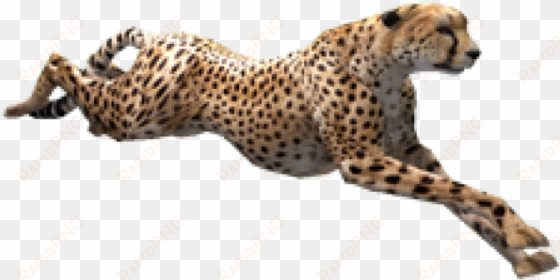 cheetah png transparent images - cheetah png