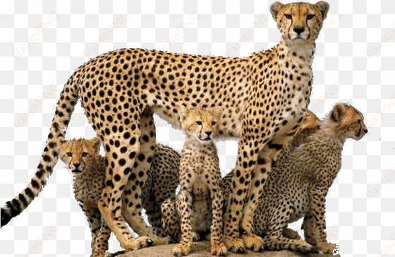 cheetah png - wild animals png