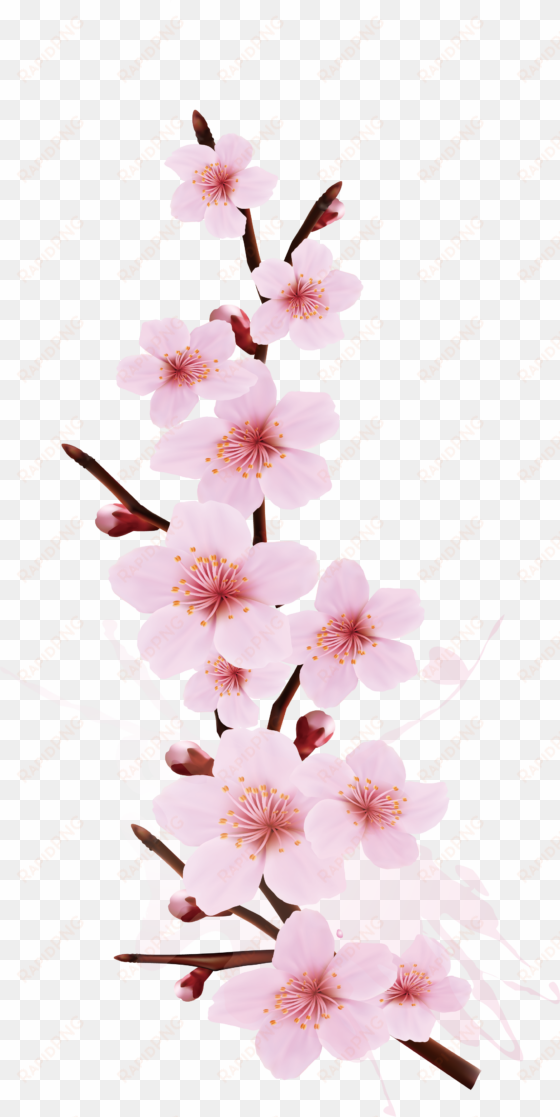cherry blossom branch png - cherry blossom branch design