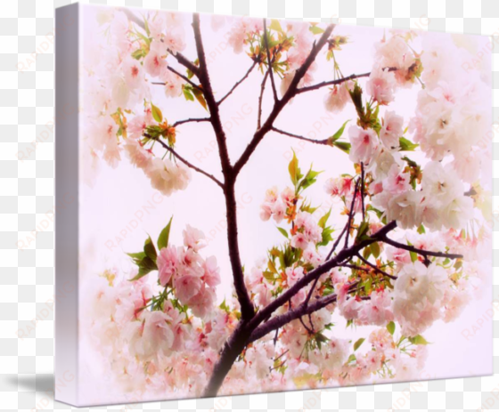 Cherry Blossom Charm By Jessica Jenney Picture Library - Cherry Blossom transparent png image