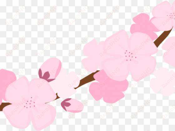 Cherry Blossom Clipart Hanami - Cherry - Naboru Hitehawa/deep Solid Groove/the Squier transparent png image