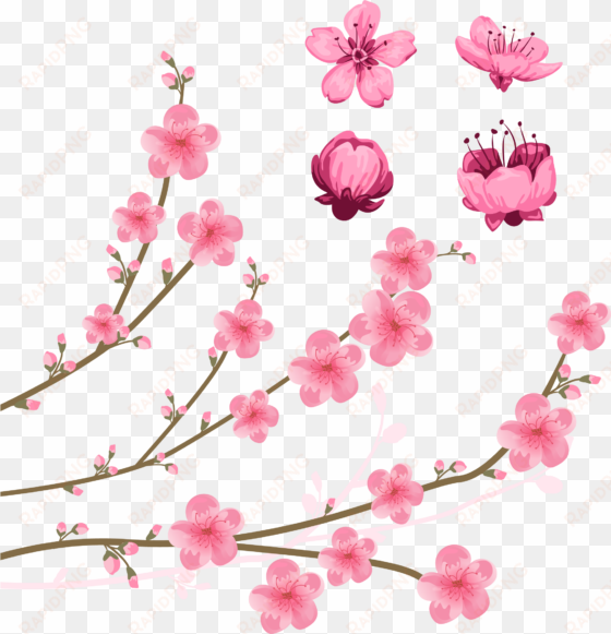 cherry blossom drawing illustration - clip art cherry blossoms