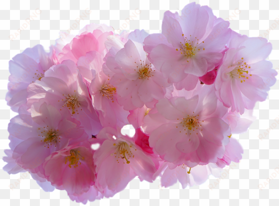 cherry blossom flower png - cherry blossom png