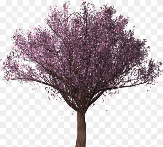 Cherry Blossom Tree, Sakura, Cherry Blossom, Tree - Albero Di Ciliegio Png transparent png image
