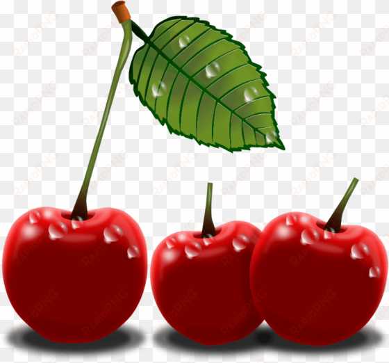 Cherry Clipart Black And White Free Clipart Image 2 - Cherry Png Clip Art transparent png image