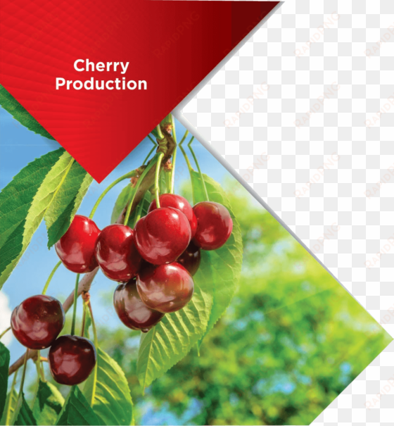 cherry - fruits et plantes sauvages