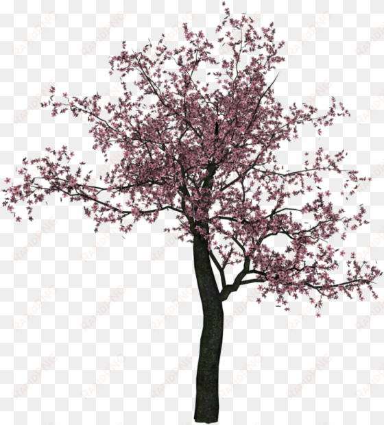 Cherry Tree Png Image - Cherry Blossom Tree Png transparent png image