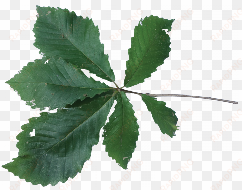 chestnut oak leaves