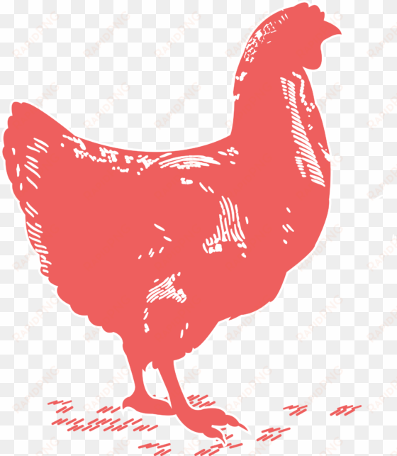 chicken breast - rooster