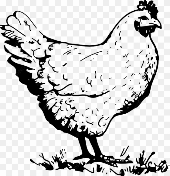 chicken clip art - chicken clipart black and white