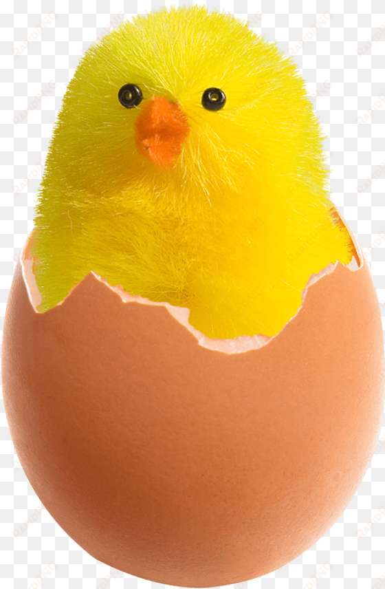 chicken in broken egg png image - chicken in egg png