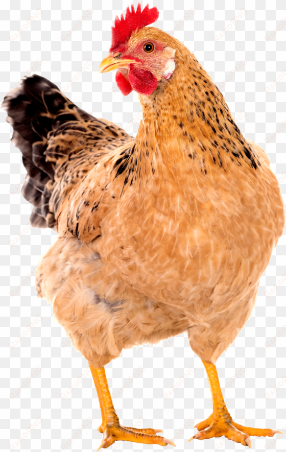 chicken png image