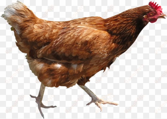 chicken png image - brown chicken png