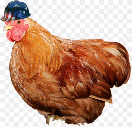 chicken wearing an american flag hard hat aka safety - chicken diseases help - a quick guidebook on chicken