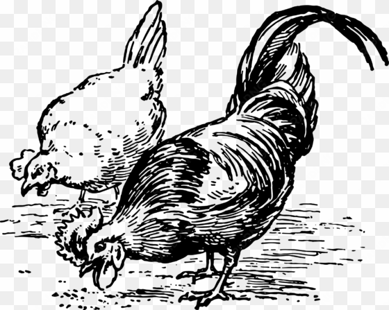 chickens pecking poultry hen bird 1093525 - chickens clipart black and white