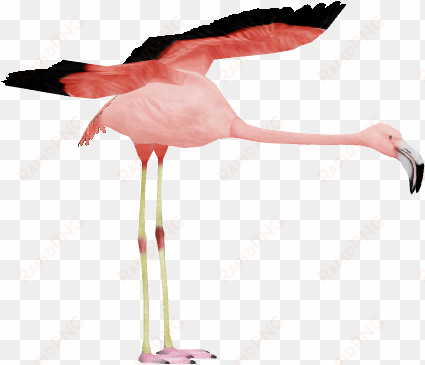 chilean flamingo 2 - wiki