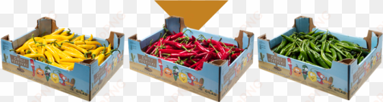 chili festival contains chili peppers of all shapes, - bird's eye chili