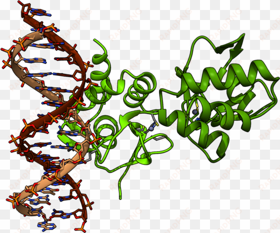 chimera render of smad4 protein from pdb 5mez - mothers against decapentaplegic homolog 4