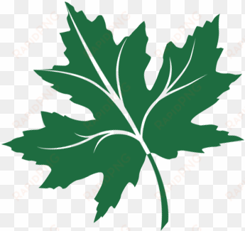 chinar leaf png - chinar logo
