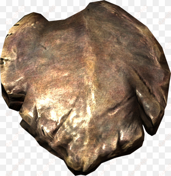 chitin plate - chitinous plates