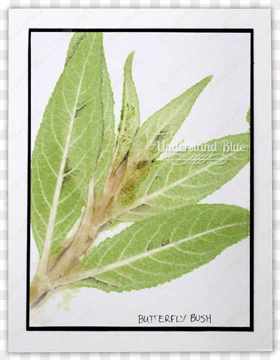 chlorophyll printing by understandblue - tanacetum balsamita