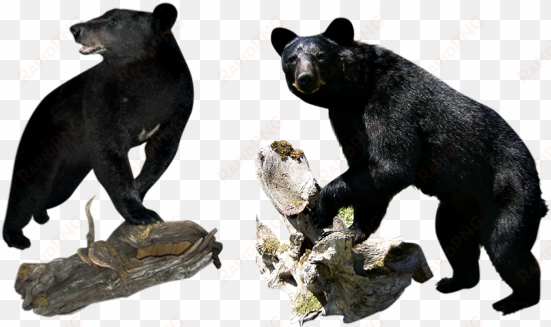 choose the team that specializes in black bears - wisconsin