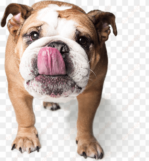 choosing to neuter or spay your pet exhibits many benefits - dog pet png