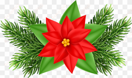 christmas clipart poinsettia - poinsettia clipart