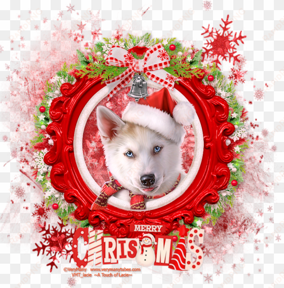 christmas husky - greenland dog