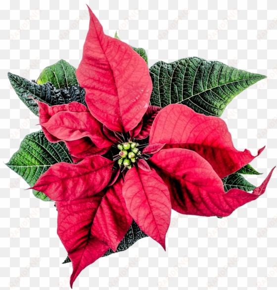 christmas poinsettia flower png transparent image - poinsettia png