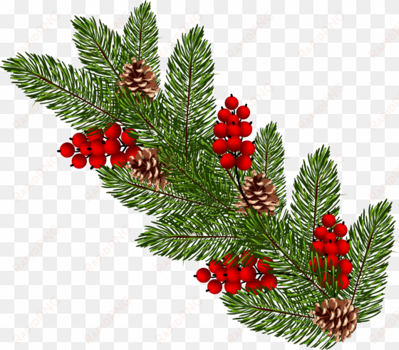 christmas tree branch png download - christmas pine branch png