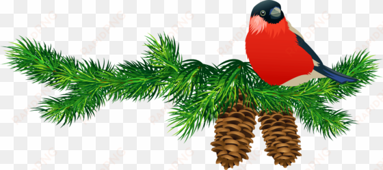christmas tree branch png download - pine branches clip art