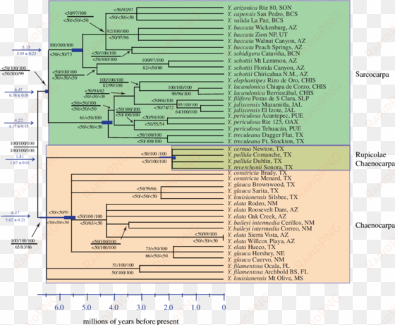 chronogram of yucca based on the bayes consensus of - data set