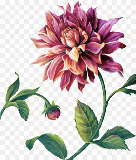 Çiçekler png clipart lisa audit - framed art print: audit's trellised dahlia, 57x47cm.