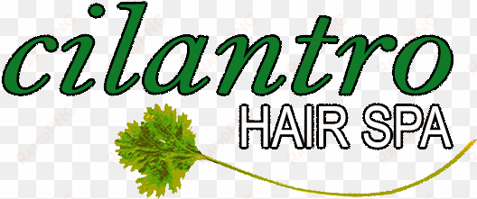 Cilantro Hair Spa - Cilantro Hair transparent png image