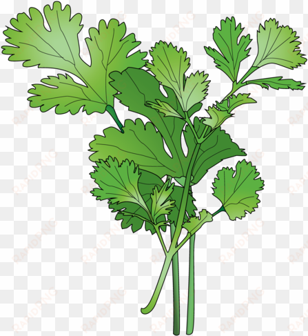 cilantro - parsley