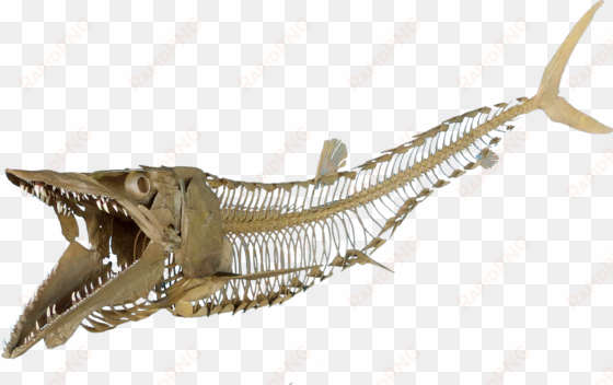 cimolichthys nepaholica - fish skeleton transparent png