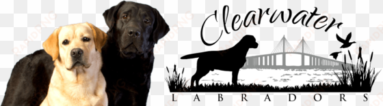 clearwater labradors - labrador retriever