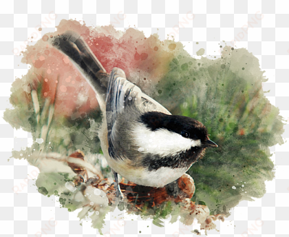 click and drag to re-position the image, if desired - thank you - watercolor painting - black capped chickadee