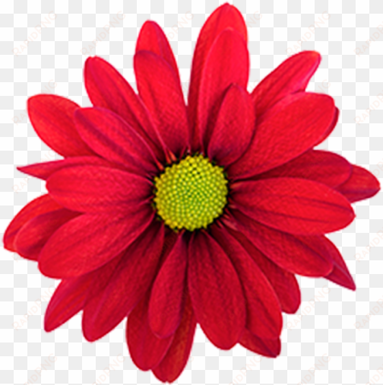 click to enlarge image red daisy atlantis red red daisy - daisy