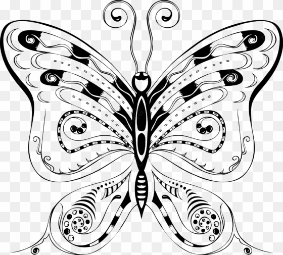 clifford yang free, resolution > pix - butterfly new design vector