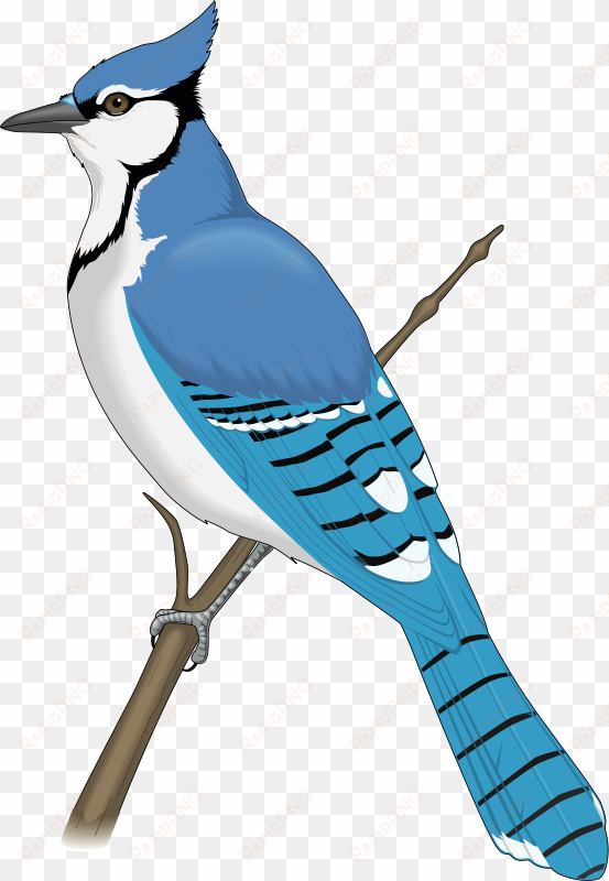 clip art black and white rare bird free on dumielauxepices - blue jay clip art