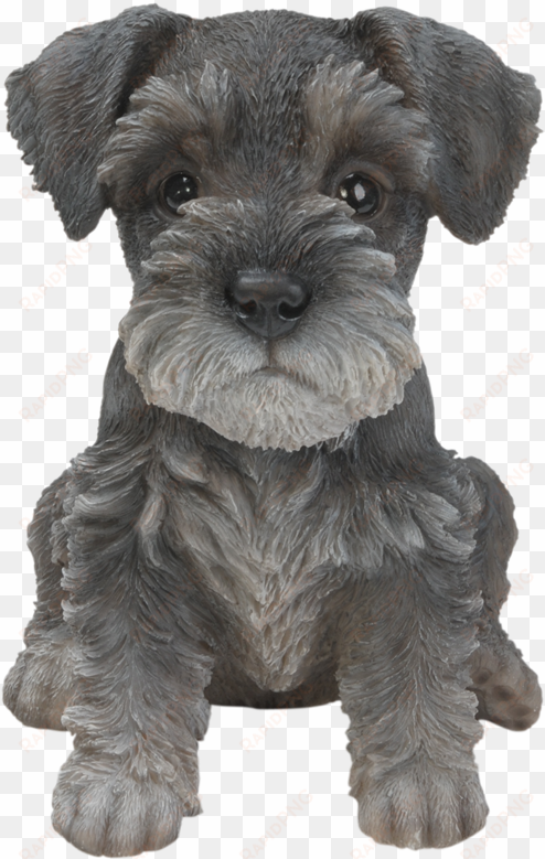 Clip Art Free Library Pet Pals Schnauzer Puppy Resin - Miniature Schnauzer Puppy Png transparent png image