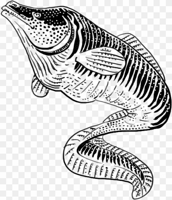 clip art freeuse download and urikurik eel - drawing