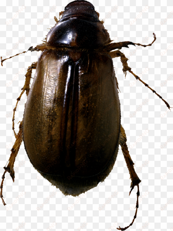 Clip Art Images - June Bugs transparent png image